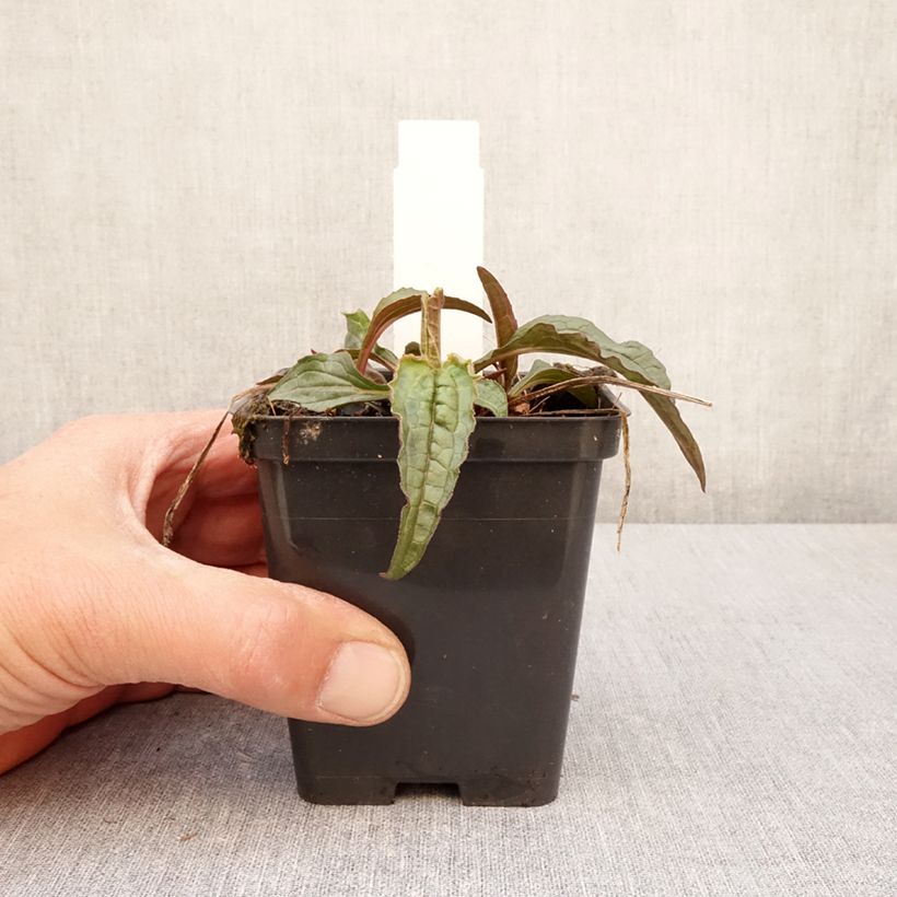 Echinacea purpurea Espinoso Green Maceta de 8/9 cm Ejemplar entregado en la primavera