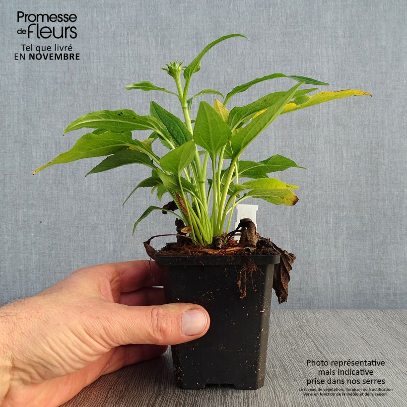 Ejemplar de Echinacea purpurea Espinoso Yellow Maceta de 8/9 cm entregado en otoño