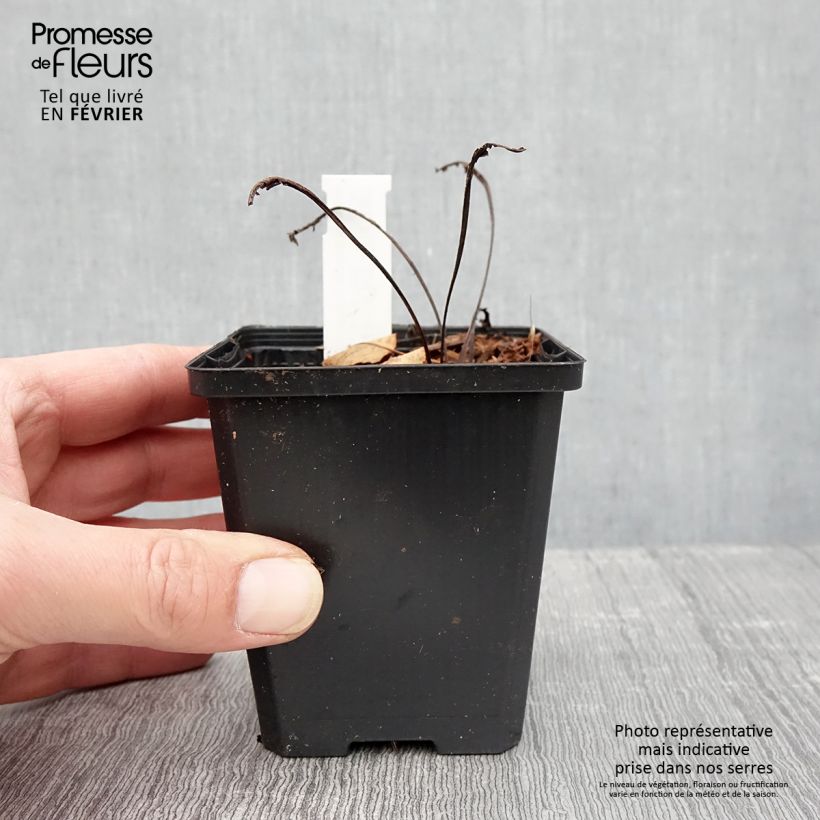 Echinacea purpurea Espinoso Yellow Maceta de 8/9 cm Ejemplar entregado en invierno