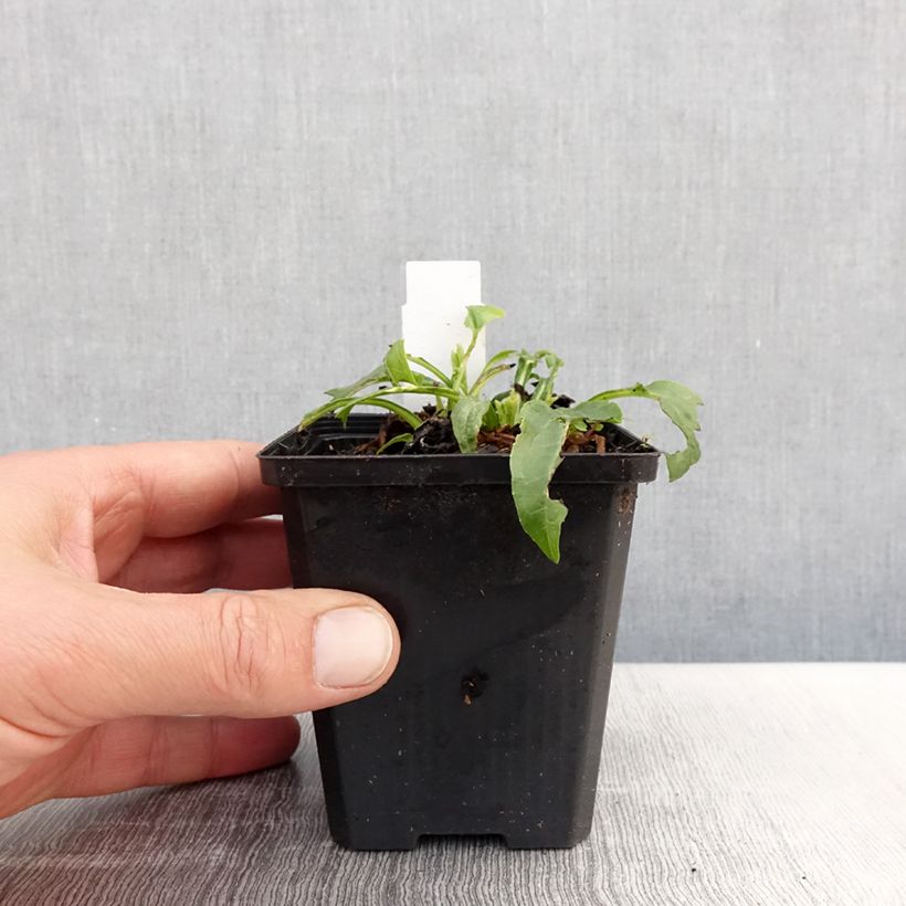 Echinacea purpurea Espinoso Yellow Maceta de 8/9 cm Ejemplar entregado en la primavera