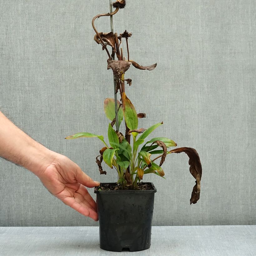 Ejemplar de Echinacea purpurea Funky Yellow Maceta 2L/3L entregado en otoño