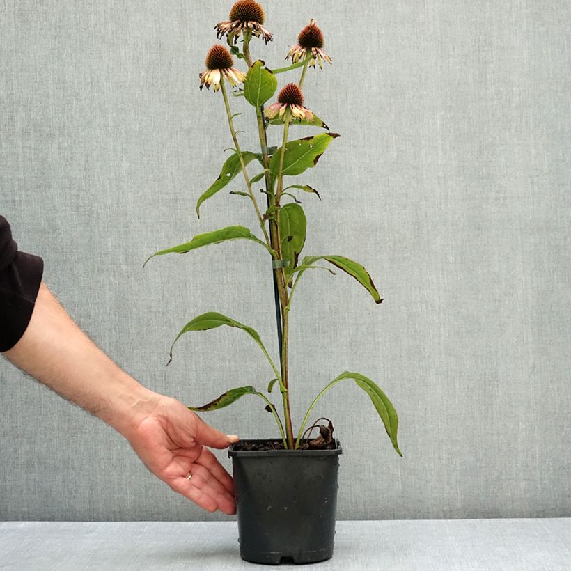 Ejemplar de Echinacea purpurea Funky Yellow Maceta 2L/3L entregado en verano