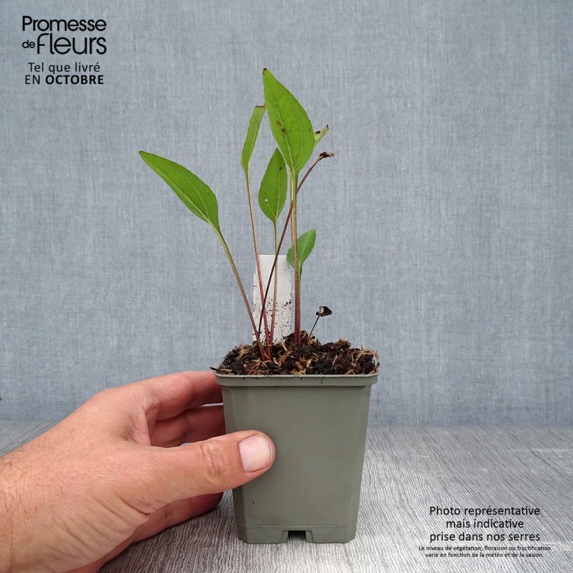 Ejemplar de Echinacea purpurea Irresistible Maceta de 8/9 cm entregado en otoño