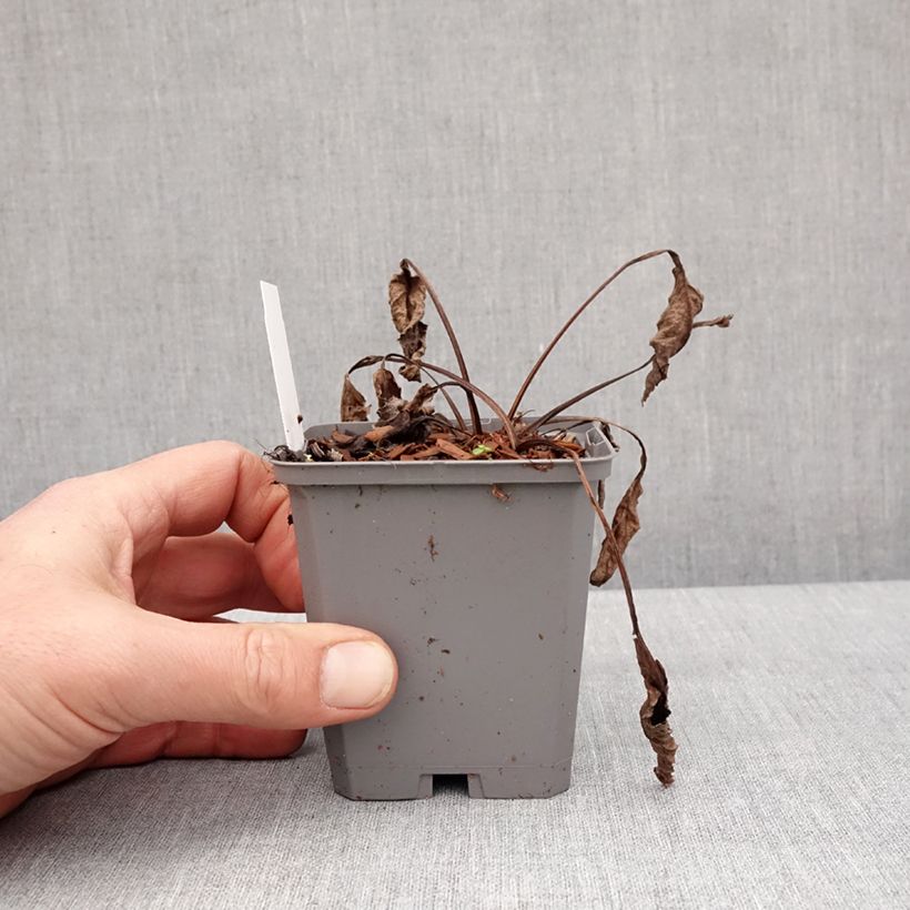 Echinacea purpurea Leuchtstern Maceta de 8/9 cm Ejemplar entregado en invierno