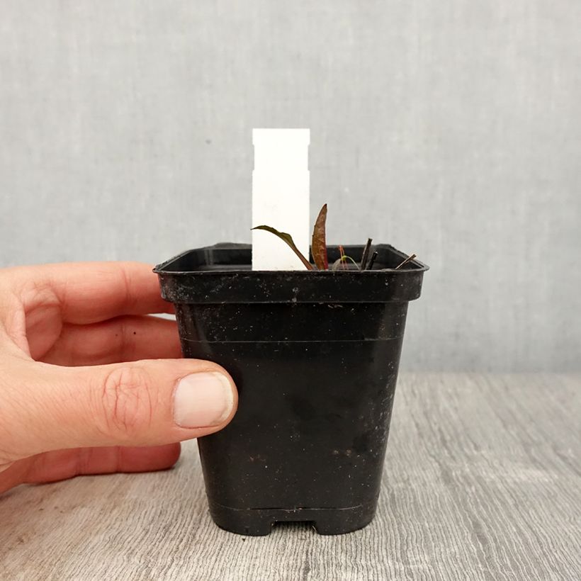 Echinacea purpurea Leuchtstern Maceta de 8/9 cm Ejemplar entregado en la primavera