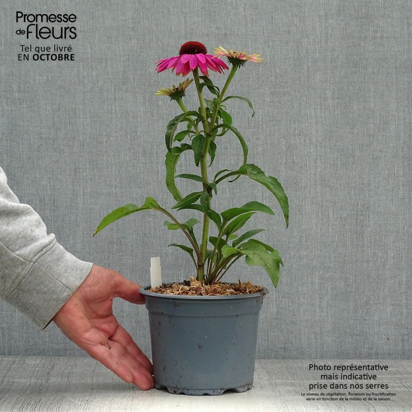 Ejemplar de Echinacea purpurea Magnus Maceta 2L/3L entregado en otoño