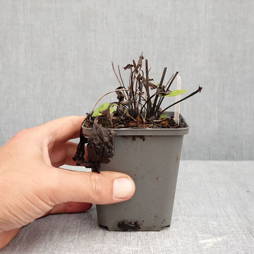 Ejemplar de Echinacea purpurea Milkshake Maceta de 8/9 cm entregado en otoño