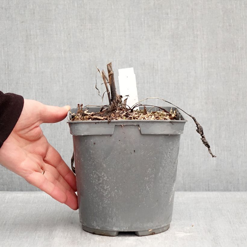 Echinacea purpurea Strawberries and Cream Maceta 2L/3L Ejemplar entregado en invierno