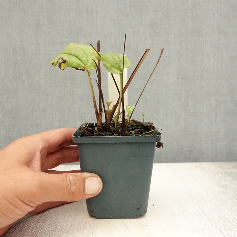 Ejemplar de Echinacea purpurea Summer Cocktail Maceta de 8/9 cm entregado en verano