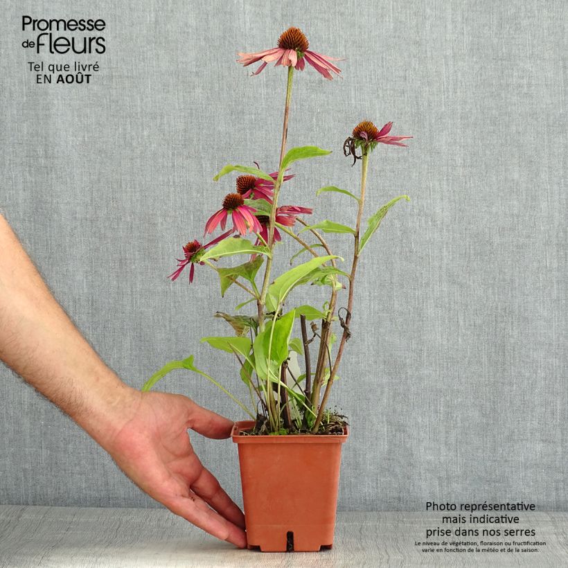 Ejemplar de Echinacea purpurea Summer Cocktail Maceta 1L/1,5L entregado en verano
