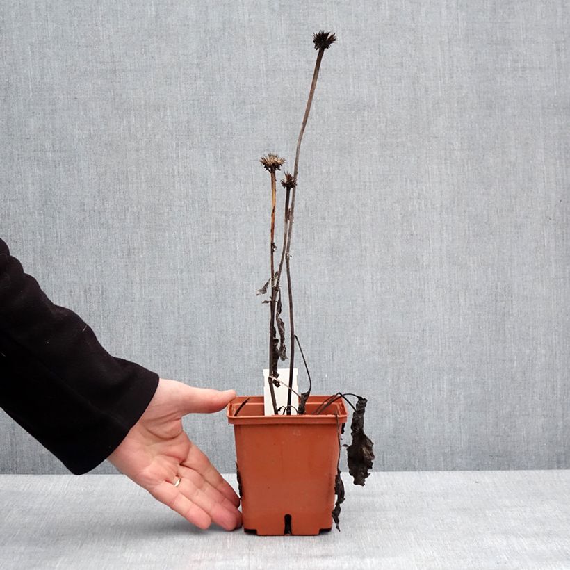 Echinacea purpurea Summer Cocktail Maceta 1L/1,5L Ejemplar entregado en invierno