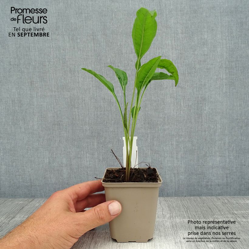 Ejemplar de Echinacea purpurea Sundown Maceta de 8/9 cm entregado en verano