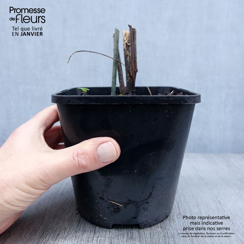 Echinacea purpurea Virgin Maceta 2L/3L Ejemplar entregado en invierno