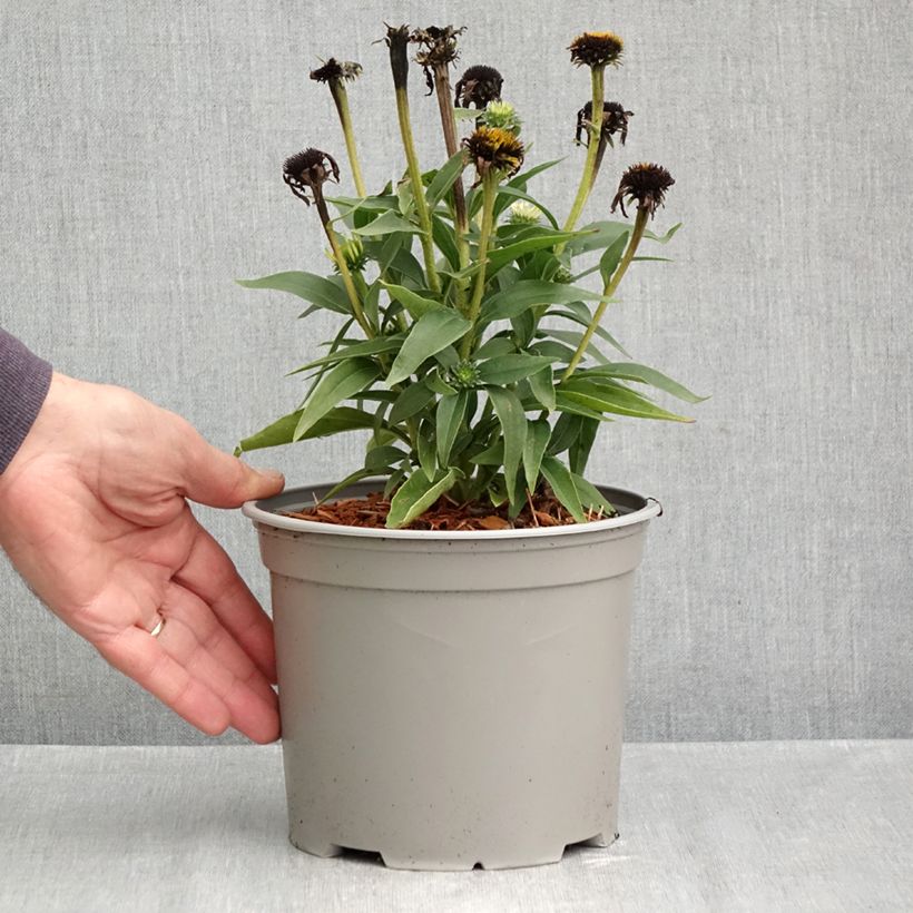 Ejemplar de Echinacea purpurea White Meditation Maceta 3L/4L entregado en otoño