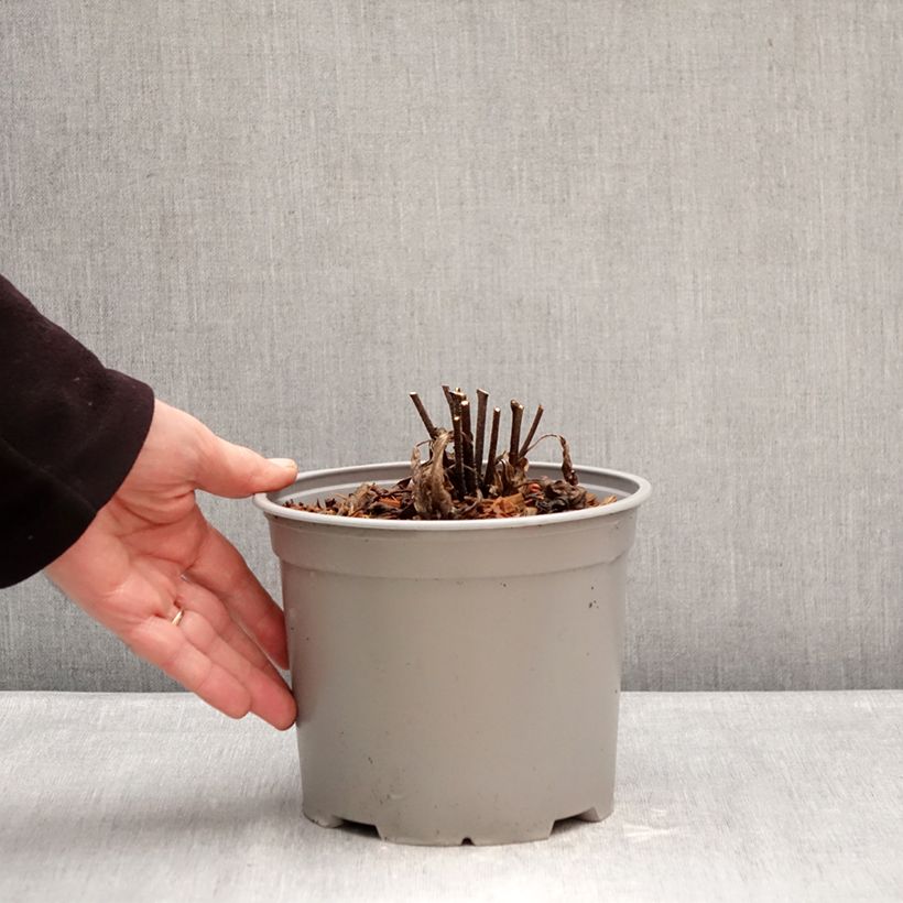 Echinacea purpurea White Meditation Maceta 3L/4L Ejemplar entregado en invierno