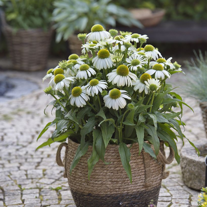 Echinacea purpurea Sun Magic Vintage White (Porte)