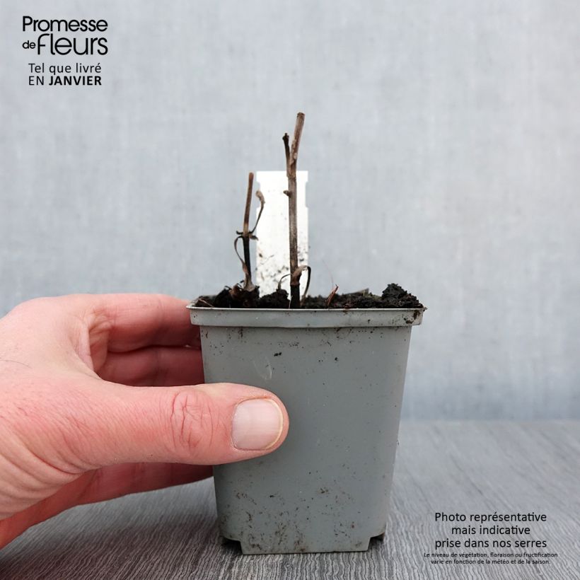 Echinacea Sunny Days Lemon Maceta de 8/9 cm Ejemplar entregado en invierno