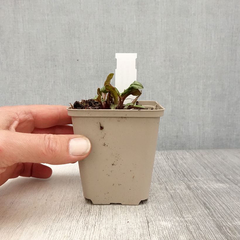 Echinacea Sunny Meadow Mama Maceta de 8/9 cm Ejemplar entregado en la primavera