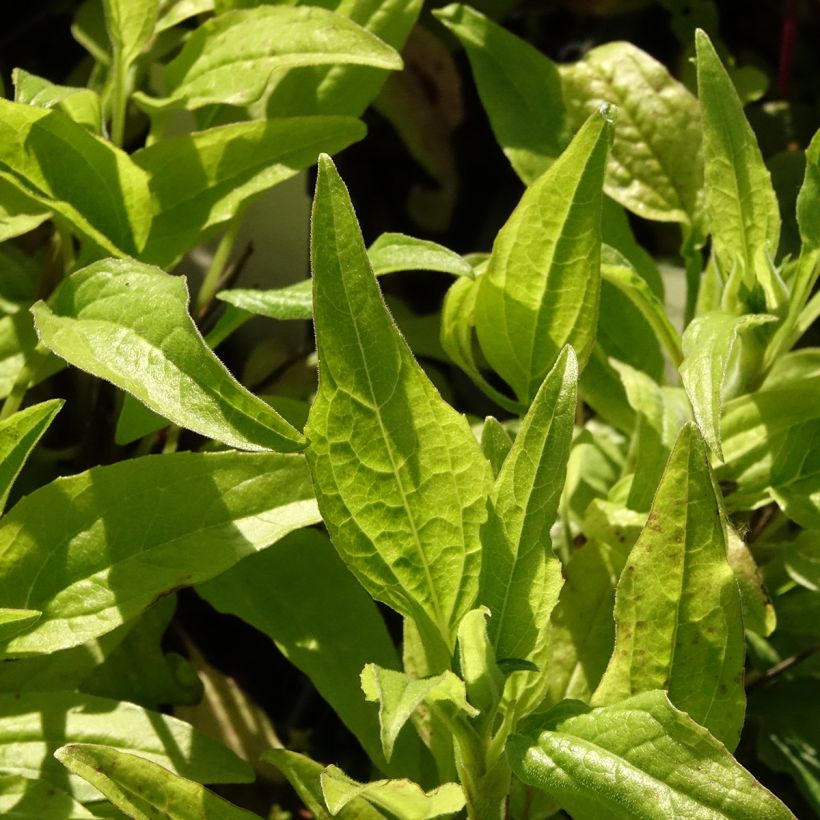 Echinacea Sunny Meadow Mama (Follaje)