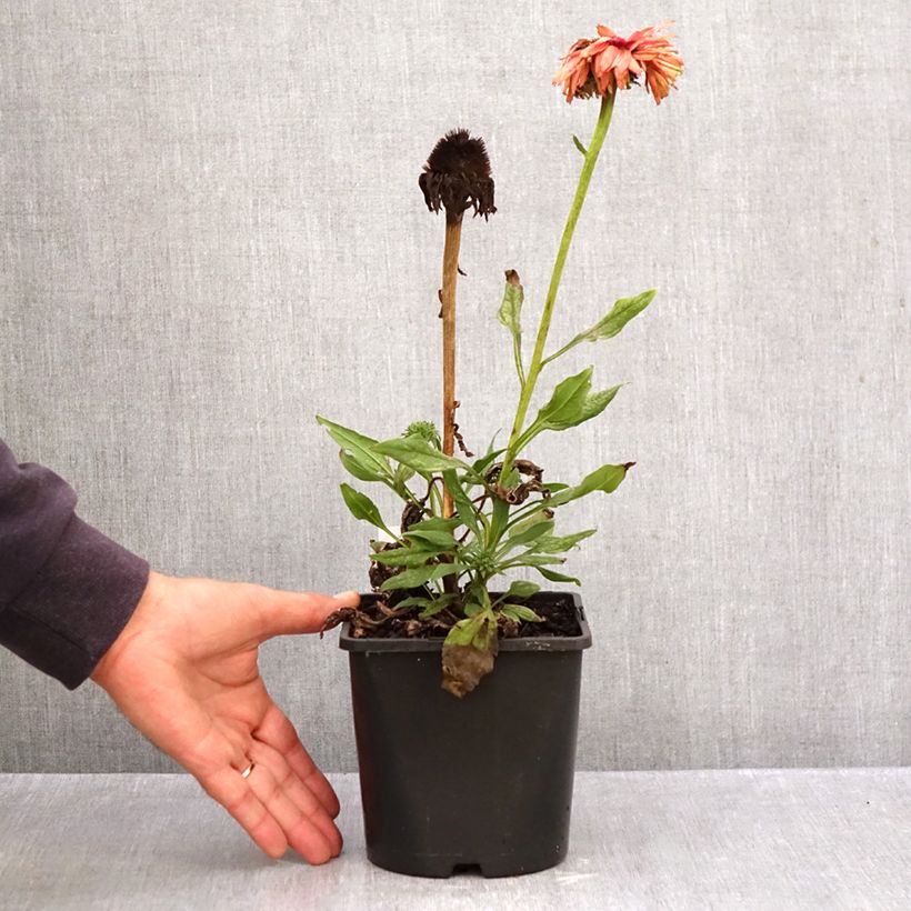 Ejemplar de Echinacea Sunseekers Rainbow Maceta 1,5L/2L entregado en otoño