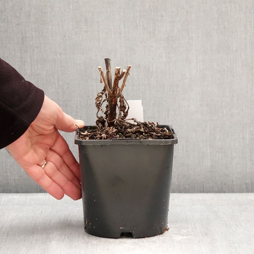 Echinacea Sunseekers Rainbow Maceta 1,5L/2L Ejemplar entregado en invierno