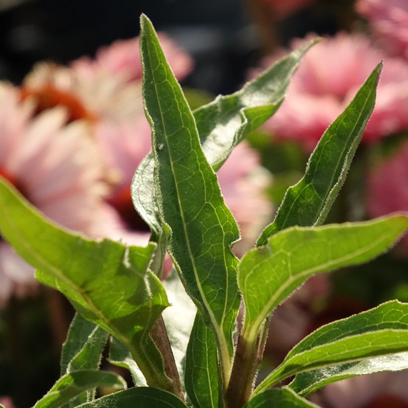 Echinacea purpurea SunSeekers Salmon (Follaje)