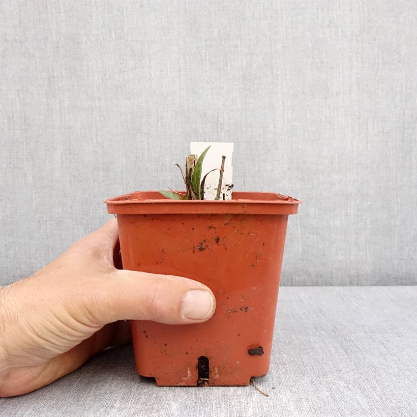 Echinacea purpurea SunSeekers Tequila Sunrise Maceta 1L/1,5L Ejemplar entregado en la primavera