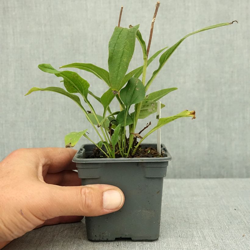Ejemplar de Echinacea purpurea SunSeekers White Perfection Maceta de 8/9 cm entregado en verano