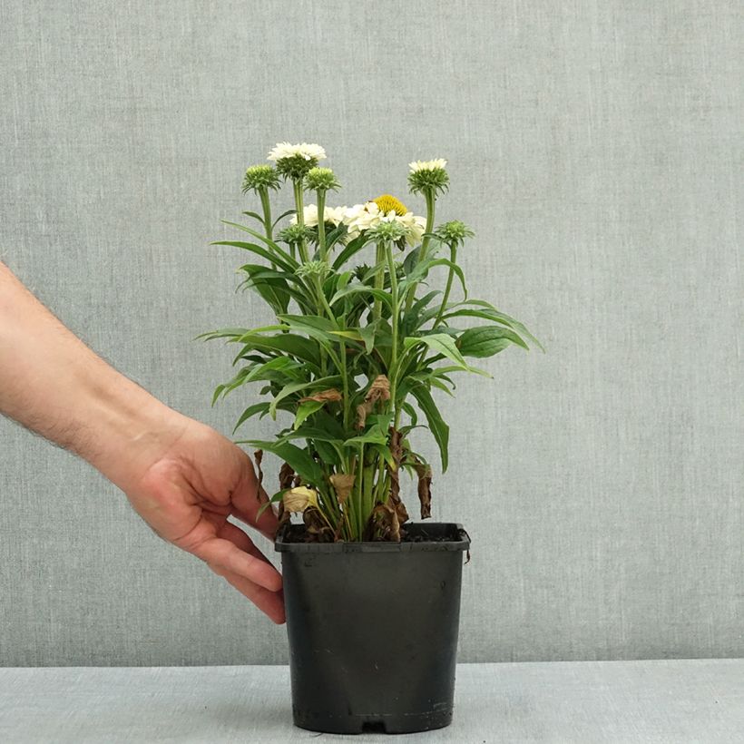 Ejemplar de Echinacea SunSeekers White Perfection - Echinacée Pot de 2L/3L entregado en verano