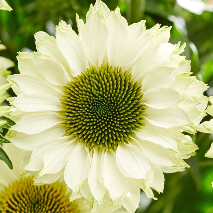 Echinacea purpurea SunSeekers White Perfection (Floración)