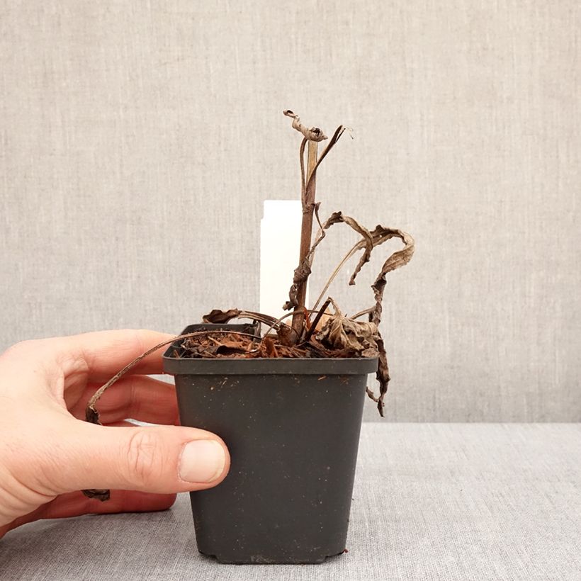 Echinacea Sweet Sandia Maceta de 8/9 cm Ejemplar entregado en invierno