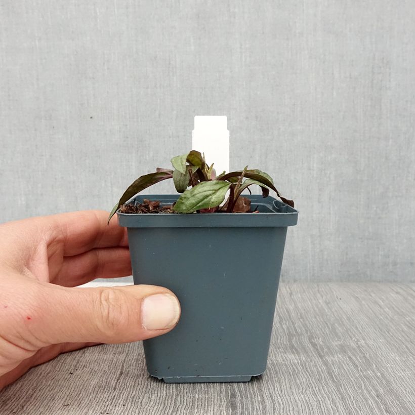 Echinacea Sweet Sandia Maceta de 8/9 cm Ejemplar entregado en la primavera