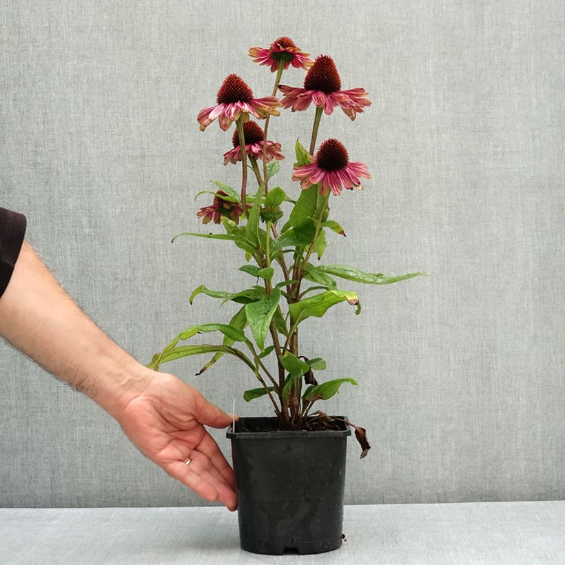 Ejemplar de Echinacea Sweet Sandia Maceta 2L/3L entregado en verano