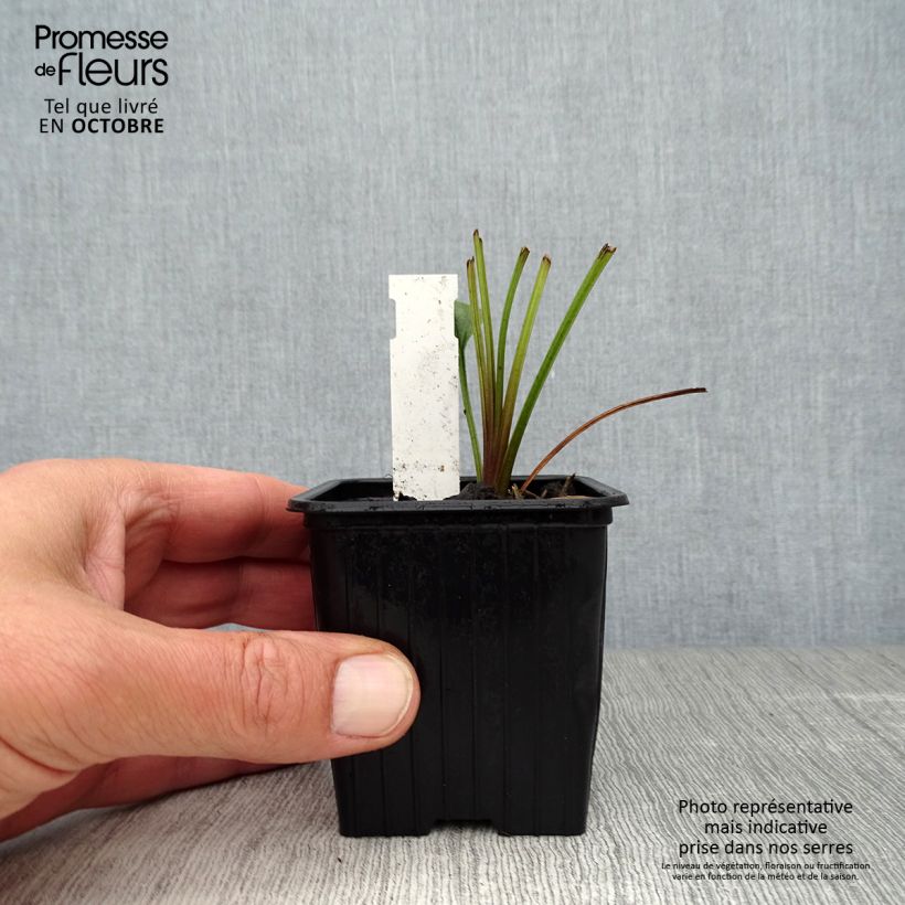 Ejemplar de Echinacea Tiki Torch Maceta de 8/9 cm entregado en otoño
