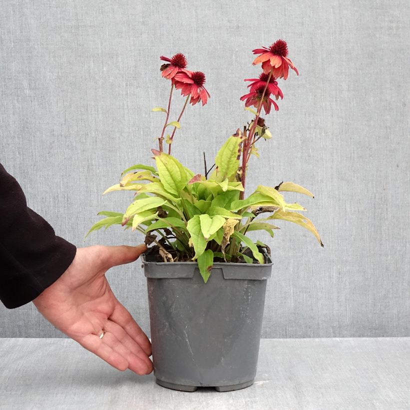 Ejemplar de Echinacea purpurea Sombrero Baja Burgundy Maceta 2L/3L entregado en otoño