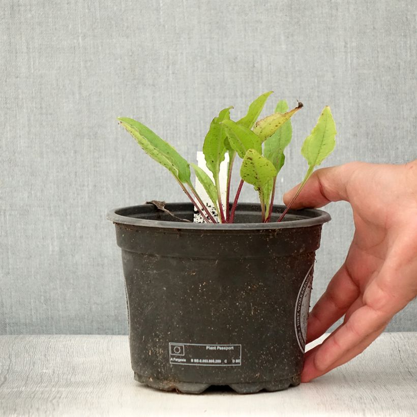 Ejemplar de Echinacea purpurea Sombrero Baja Burgundy Maceta 2L/3L entregado en verano