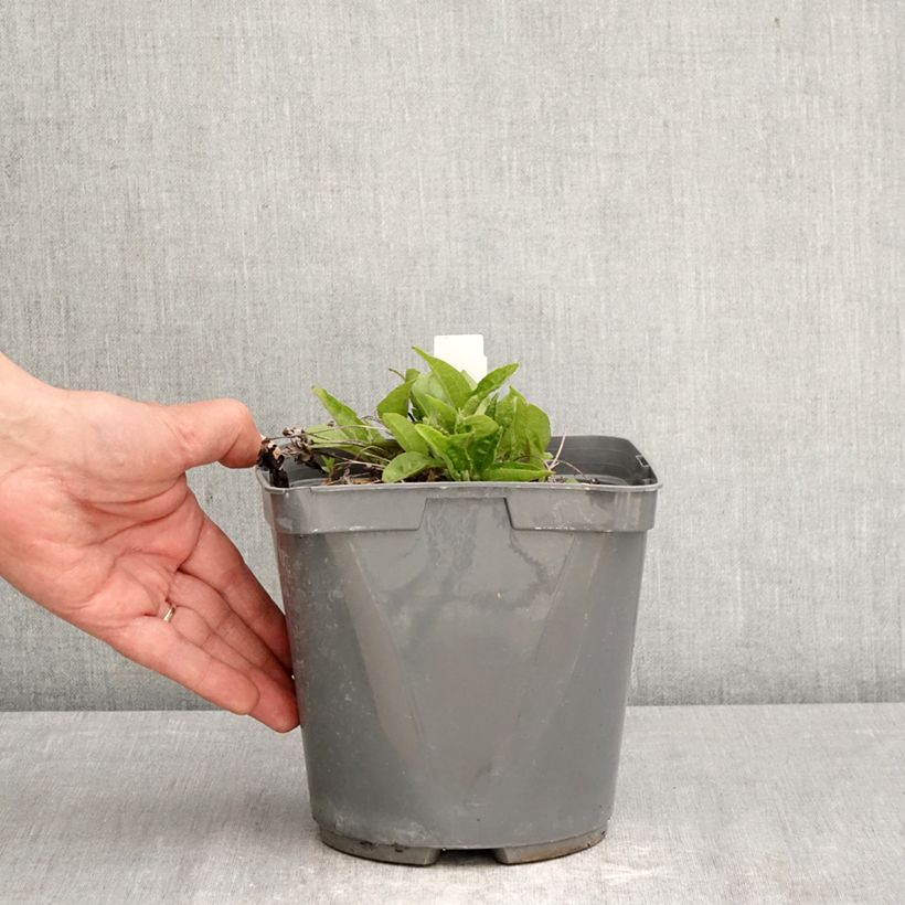 Echinacea purpurea Sombrero Baja Burgundy Maceta 2L/3L Ejemplar entregado en la primavera