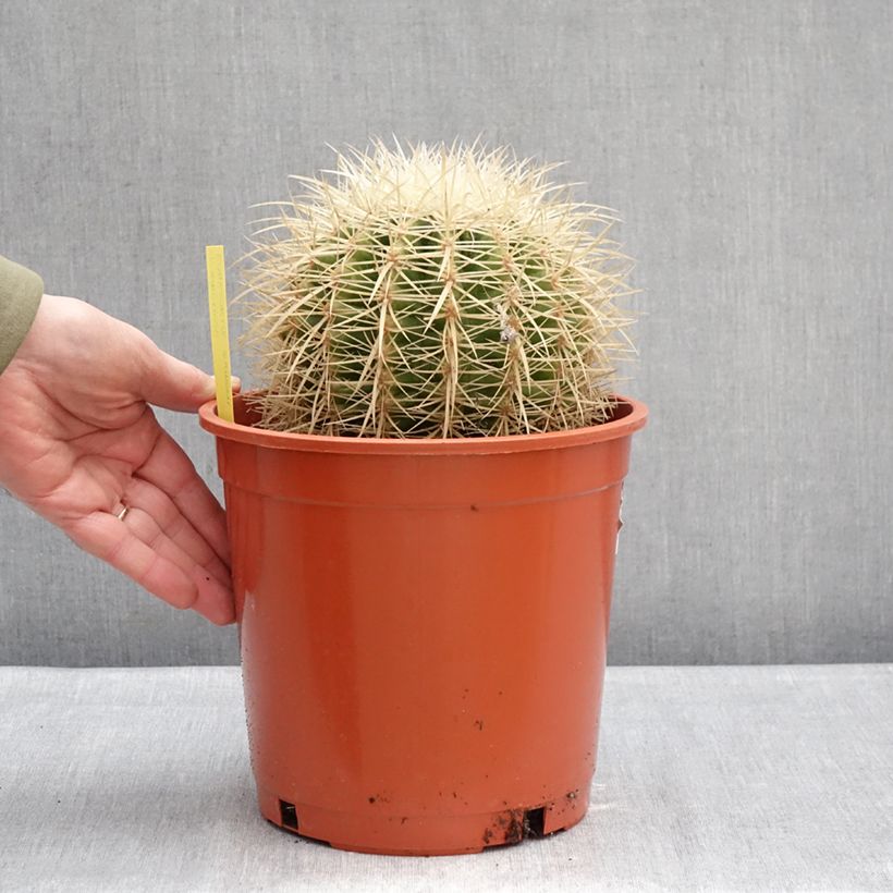 Asiento de la suegra - Echinocactus grusonii var. albispinus Maceta 4L/5L Ejemplar entregado en invierno
