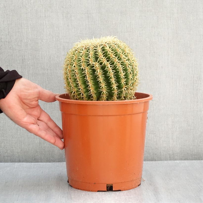 Ejemplar de Asiento de la suegra - Echinocactus grusonii var. brevispinus Maceta 4L/5L entregado en otoño