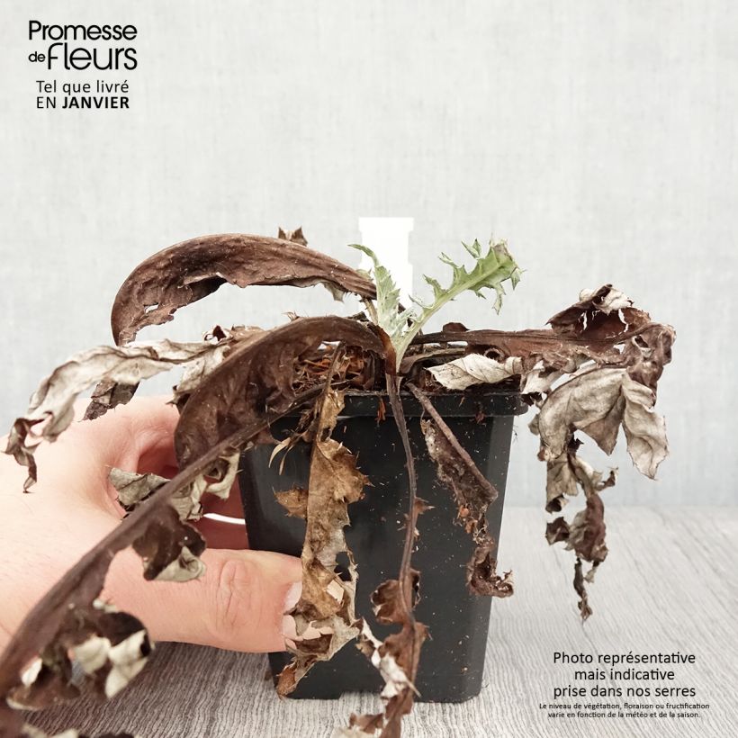 Echinops bannaticus Blue Glow - Cardo globo azul Maceta de 8/9 cm Ejemplar entregado en invierno