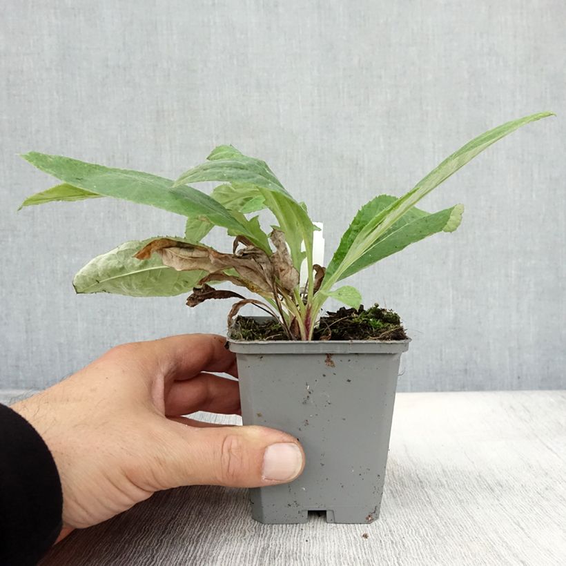Ejemplar de Echinops ritro Veitch’s Blue - Cardo de erizo Maceta de 8/9 cm entregado en otoño