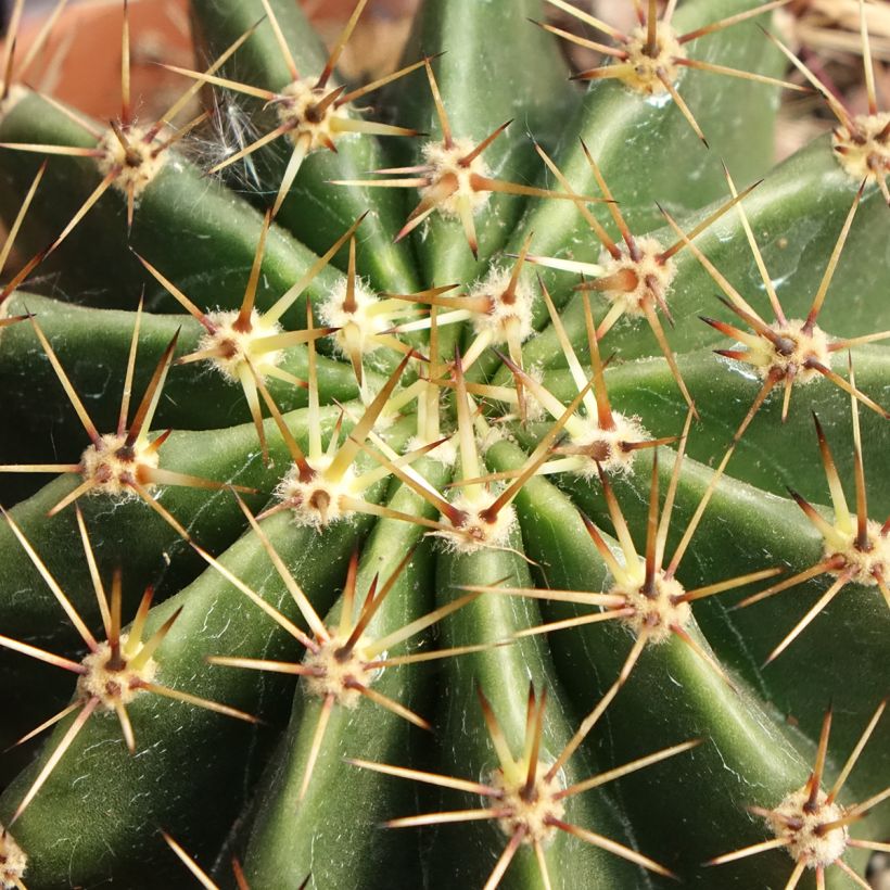 Echinopsis multiplex - Cactus (Follaje)