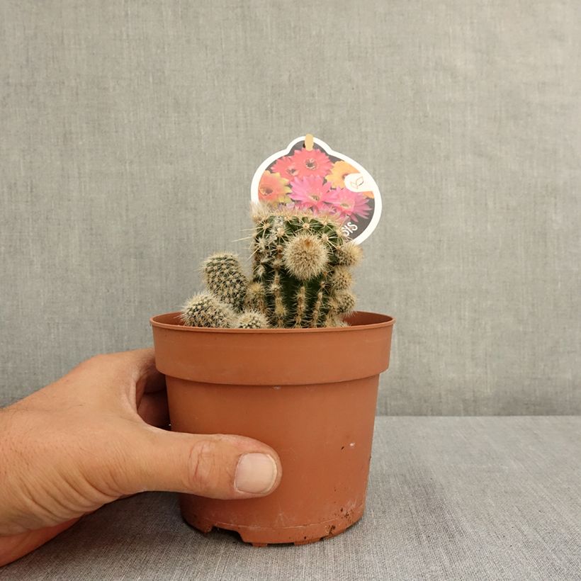 Ejemplar de Echinopsis multiplex - Cactus Maceta 1L/1,5L entregado en verano