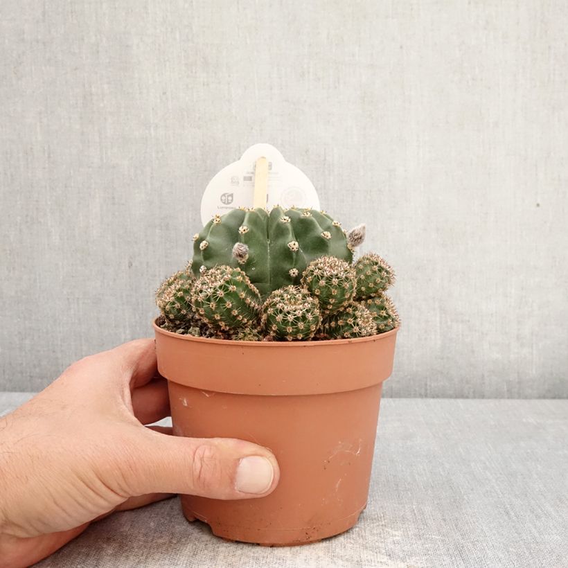 Echinopsis multiplex - Cactus Maceta 1L/1,5L Ejemplar entregado en la primavera