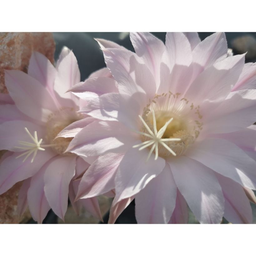 Echinopsis subdenudata (Floración)
