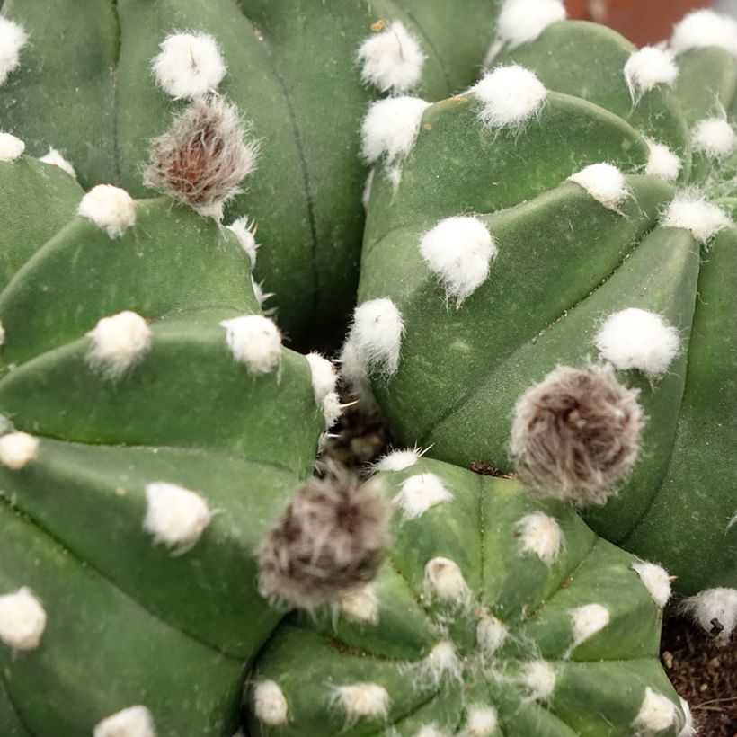 Echinopsis subdenudata (Follaje)