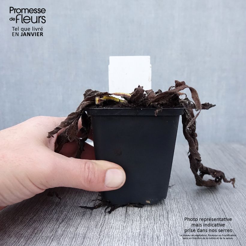 Echium amoneum Red Fathers - Tajinaste Maceta de 8/9 cm Ejemplar entregado en invierno