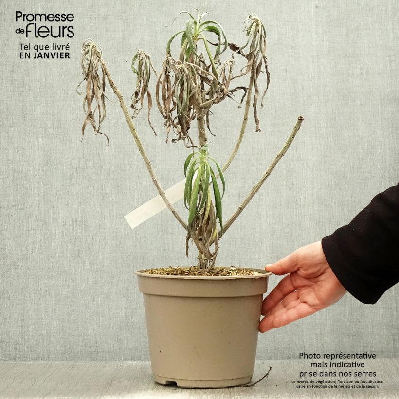 Echium candicans - Tajinaste blanco Maceta 3L/4L Ejemplar entregado en invierno