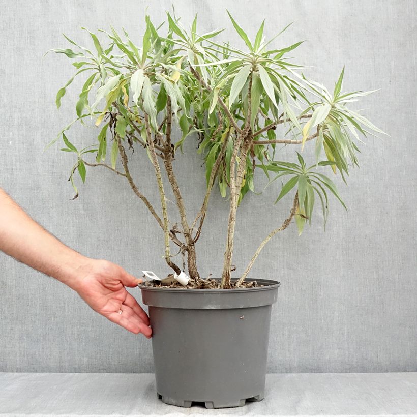Ejemplar de Echium candicans - Tajinaste blanco Maceta 7,5L/10L entregado en verano
