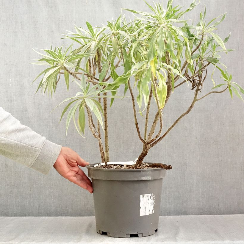 Ejemplar de Echium candicans - Tajinaste blanco Maceta 7,5L/10L entregado en otoño
